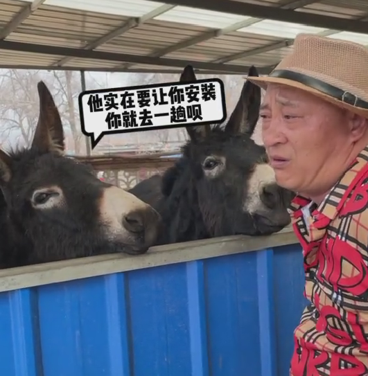 赵四|赵四直播卖卫生巾被网友刁难，情绪激动睡不着觉，跑到驴棚寻安慰