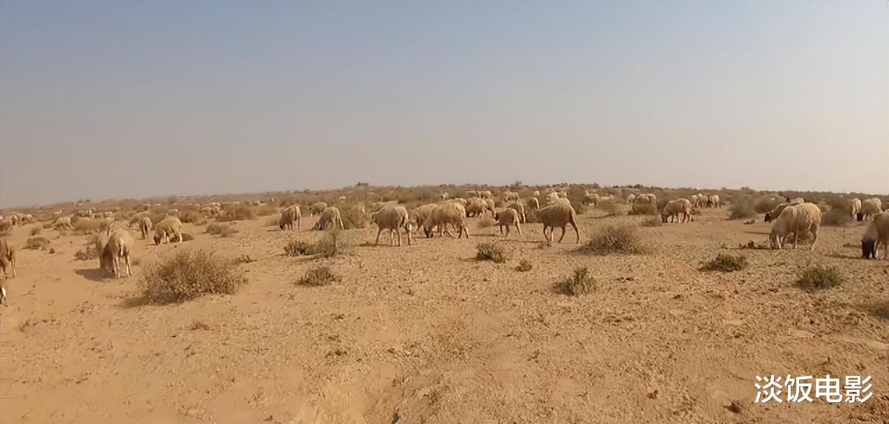 莫高窟|沙漠牧民：在65摄氏度的荒漠放牧，渴了就人畜共饮脏水