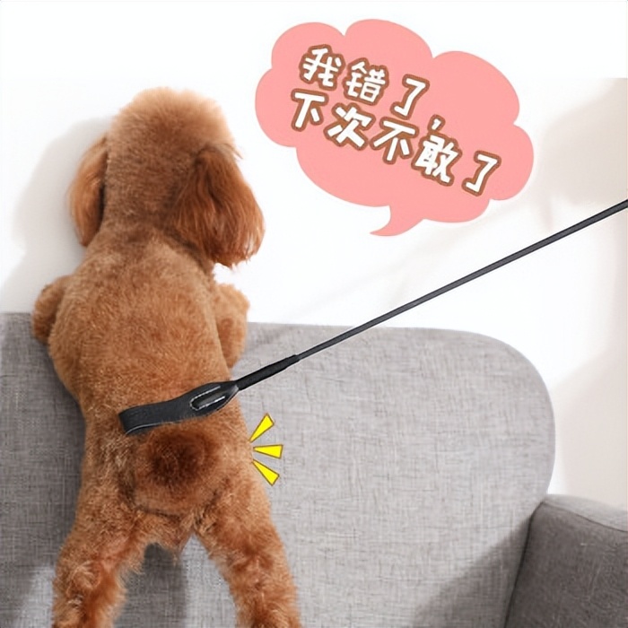训练狗狗需要哪些器具？8种宠物犬训练用品