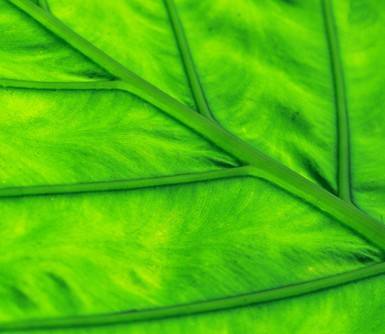 叶绿素是生命的活力