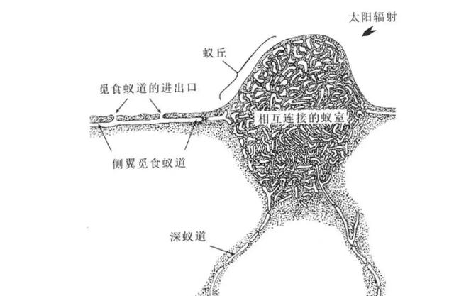 “蚂蚁可能是下一个高级文明”是真的吗?为什么呢?