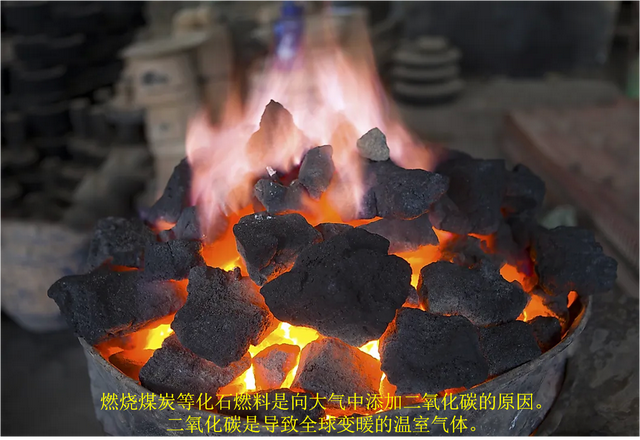 什么是碳汇? 它们如何影响气候变化?