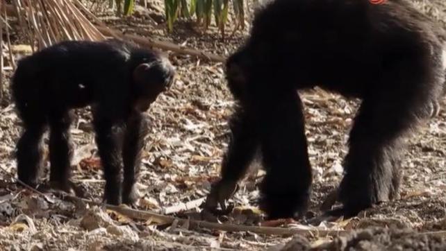 黑猩猩进化到了旧石器时代？科学家发现东非黑猩猩学会了挖井取水