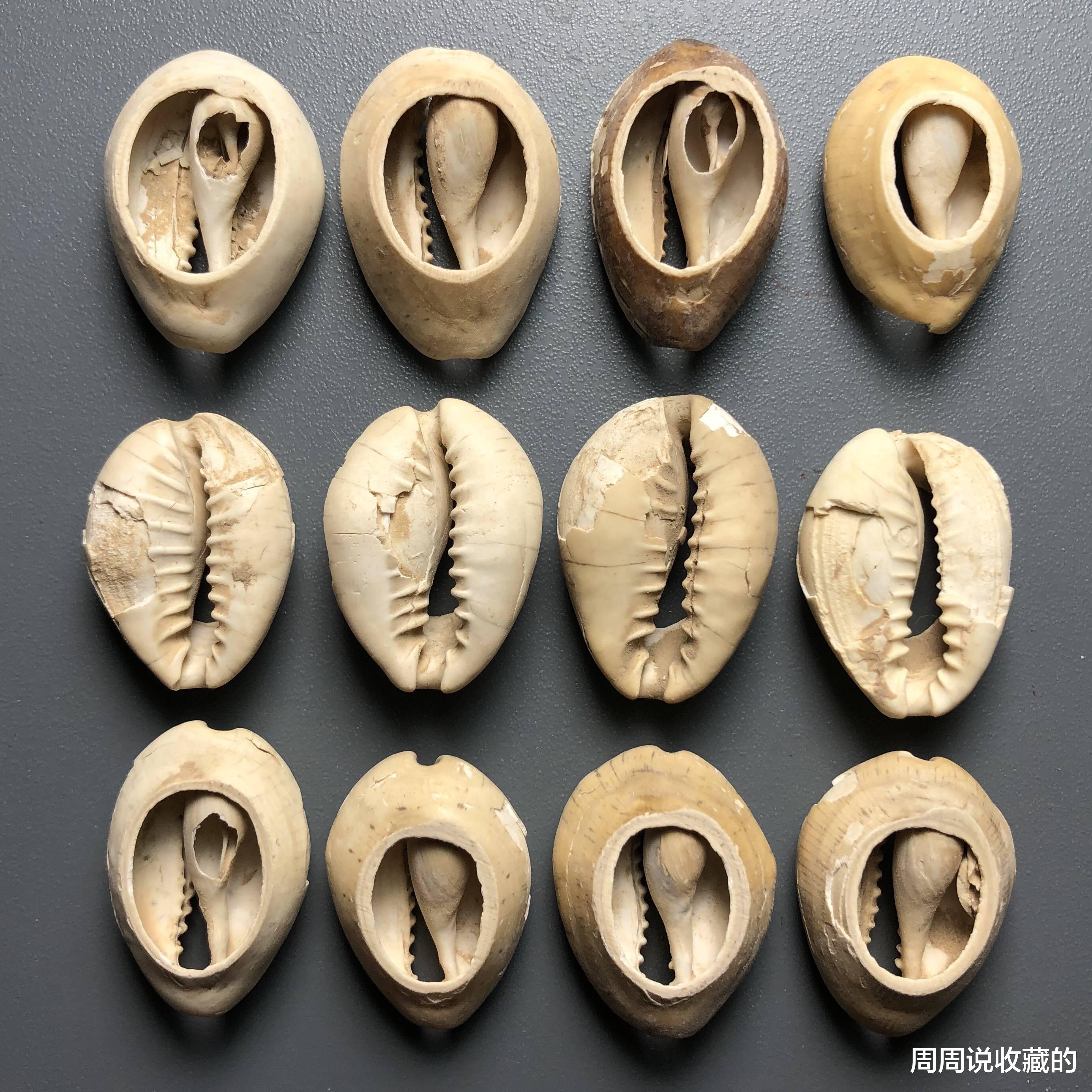 贝壳|汉字里面的古钱币文化