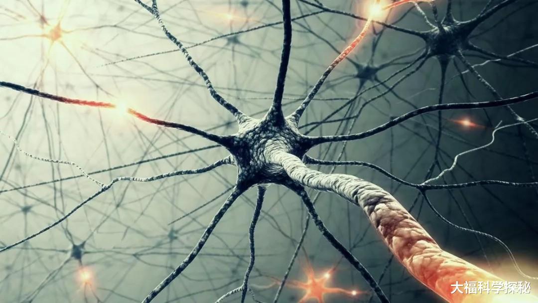 宇宙是一个巨大生物?列举宇宙多项和人体相似的特点,不只是巧合