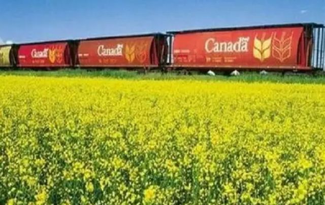 中国刚解除油菜籽进口禁令，加拿大就宣布禁用华为中兴设备