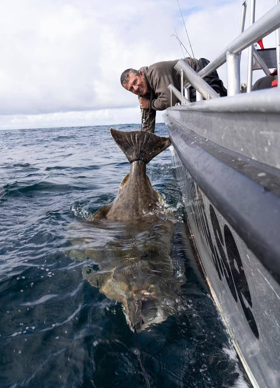 |垂钓者钓到巨大深海比目鱼,长约2.3米,年龄或80岁左右