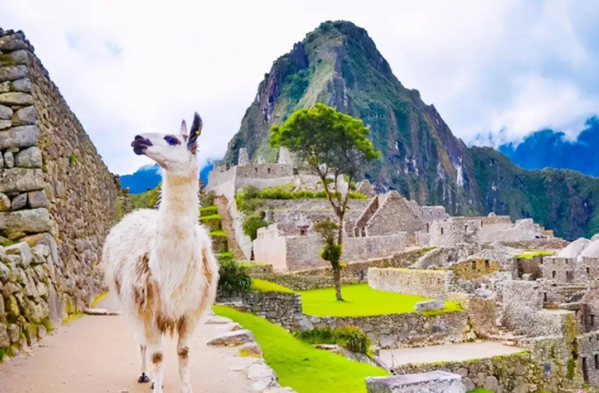|首都利马南面的钦查群岛,是名符其实的海鸟世界,栖息着许多海鸟