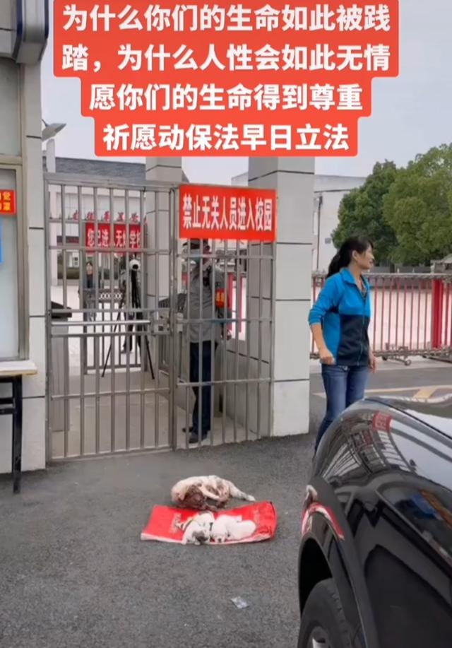 安徽芜湖:学校保安打死喂奶母狗遭指责,学校:狗经常追着师生咬
