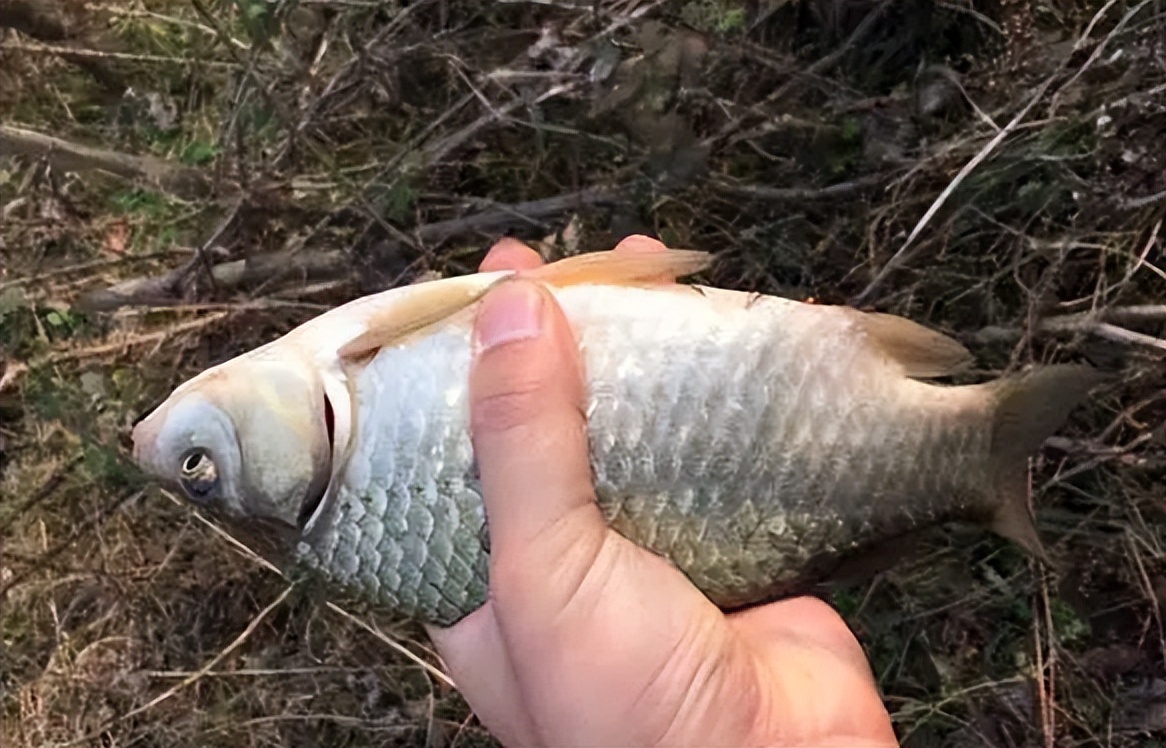 清明节|清明后野钓，浅水再无大鲫，找到这3个“隐形鱼窝”，爆护并不难