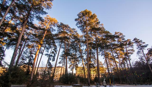 古镇|中国和朝鲜交界处有个二道白河镇,有珍稀美人松,还是旅游集散地