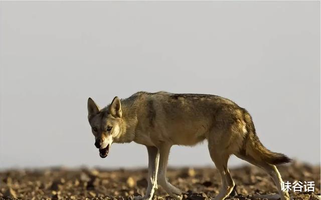 如果把所有沙漠都换成森林会发生什么?代价我们恐难以承受