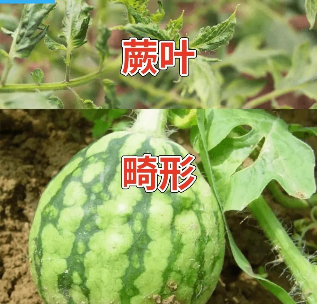 怎么诊断作物病毒病?如何区分病毒病与缺素症、病菌性病害?