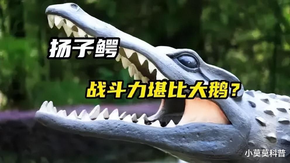 爱吃雪饼的扬子鳄,打得过散养大鹅吗?却被古人送上西天