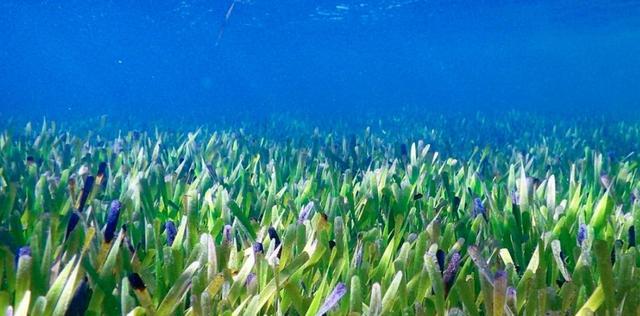 澳洲海神草:小小一棵“草”成了世界最大生物体,却还受到了威胁