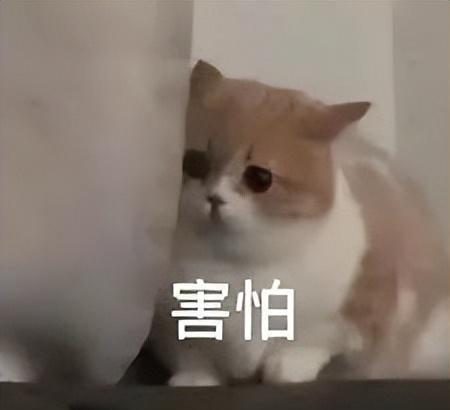 联发科|联发科,已有超越高通骁龙的态势