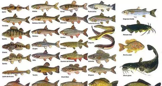 德国|在德国，想安安静静的钓鱼到底有多难？