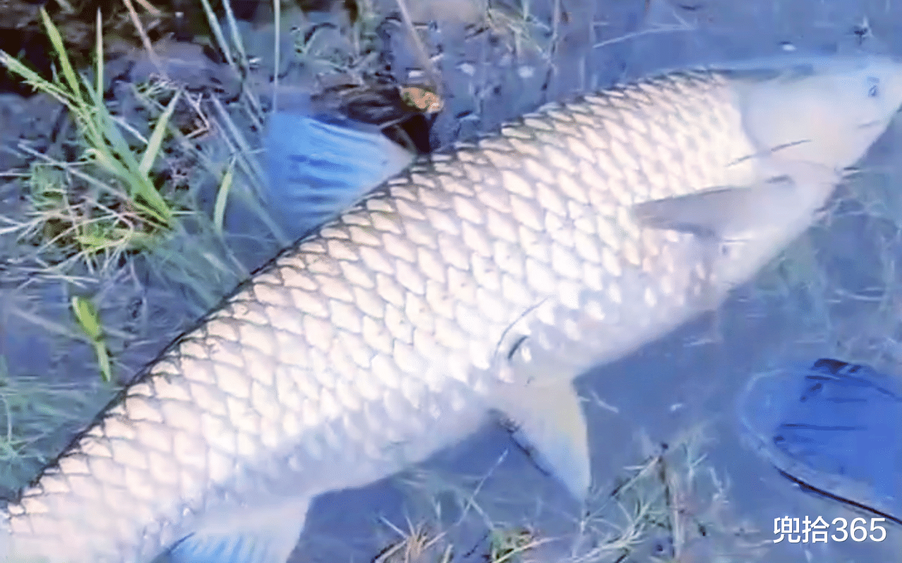 |男子钓鱼时突然“洗鞋”，随后镜头一转大家秒懂：醉翁之意不在酒