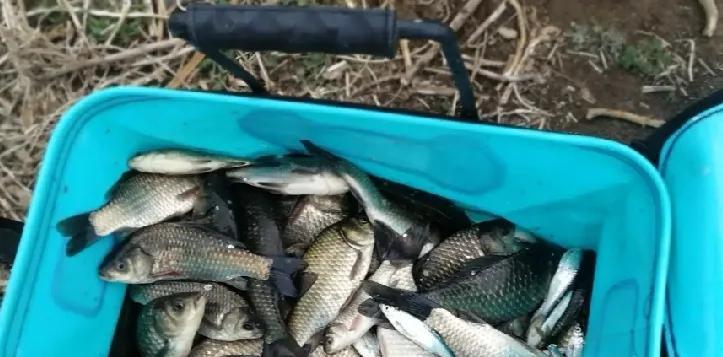 饵料|夏季野钓不能用腥饵？错！不但能用，选对之后效果翻倍