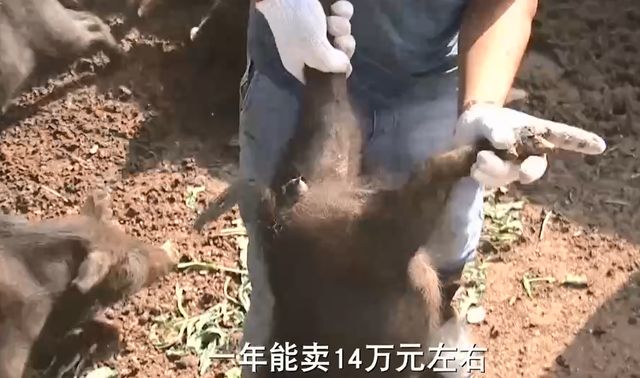 2012年山东男子投资200万养藏香猪,现年卖3500万,2点经验可借鉴
