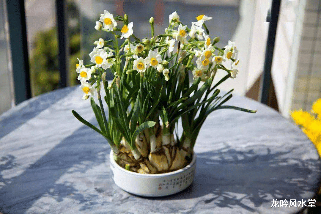 龙吟师傅教你摆放水仙花来催财净气