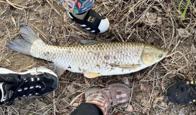 饵料|钓鱼挡口咋办？从原因到结果，一点点分析给你看！