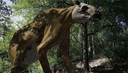 本该灭绝300万年的“驴头狼”，为何又再次出现，它在警告什么