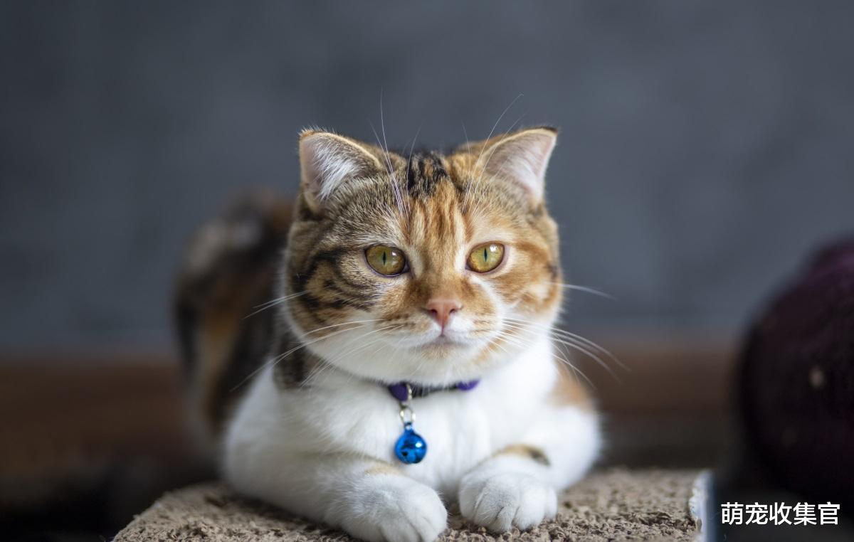 口炎最容易被忽视的猫咪健康问题，症状有哪些，怎么预防猫口炎？