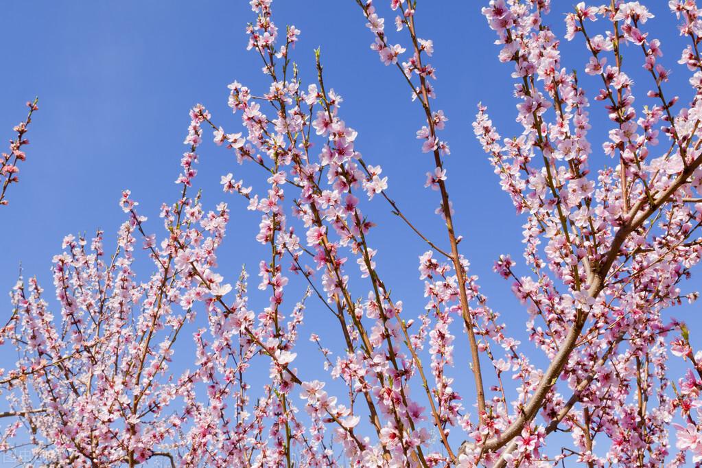 荷花|郭进拴|故乡的抱玉河