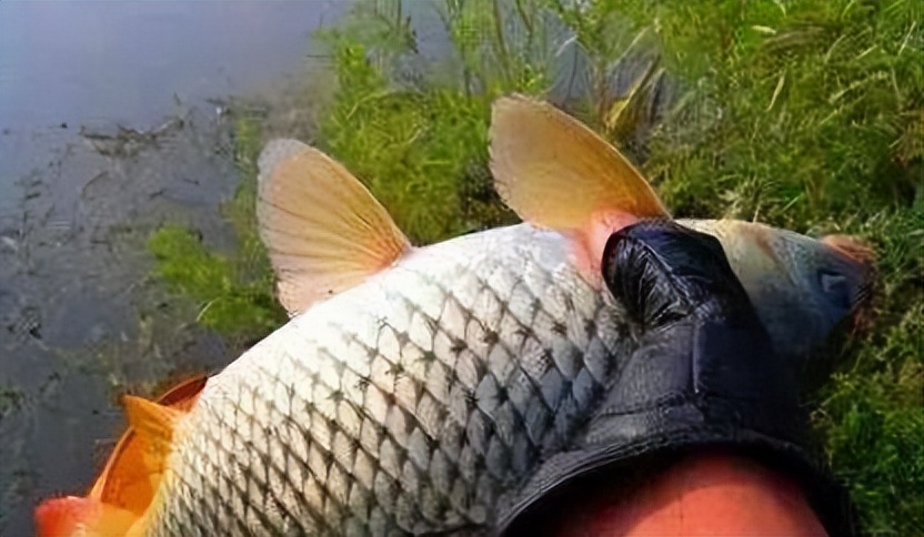 |鲤鱼为什么难钓？其实钓鲤鱼并不难，难的是如何找到它的“家”