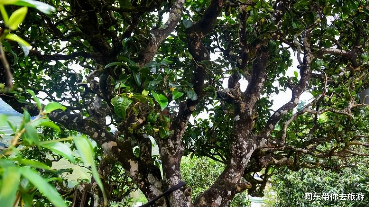云南|大山深处的“云南第一村”冰岛村，人口不到300人，有6万株古茶树