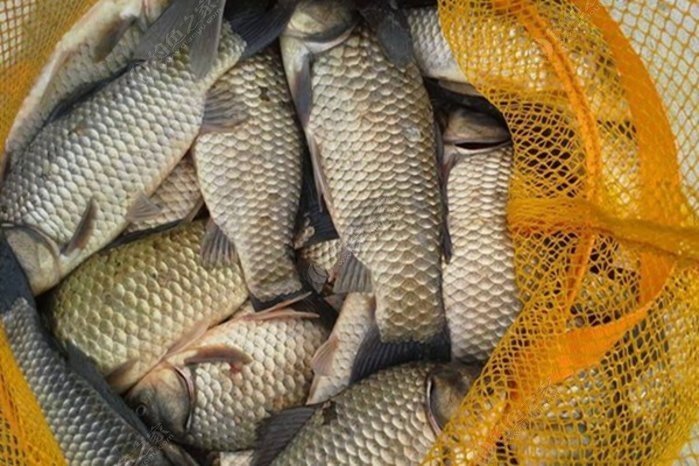 |渔乐杂谈:秋末冬初温度降低,钓浅水还是钓深水?