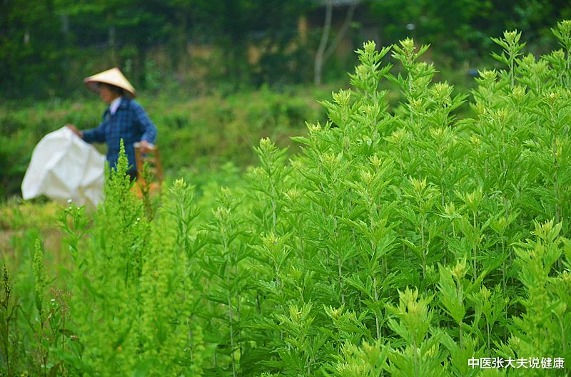 艾灸|艾灸是非常好的养生方式，你真的会用艾灸吗？