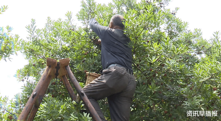 商品住房|苏州地产杨梅零星开采上市 价格与去年基本持平