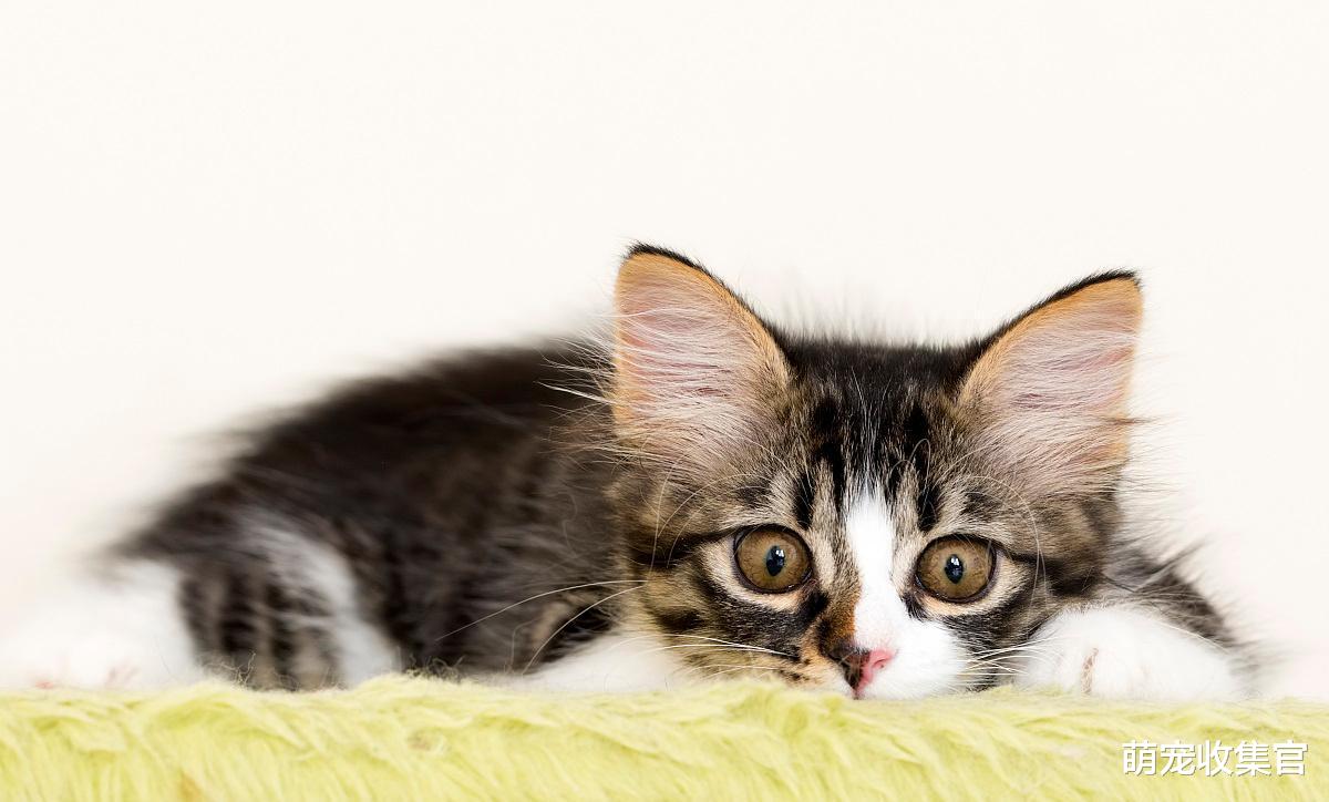 盘点猫咪的那些迷惑行为，全懂的，你就是资深猫奴