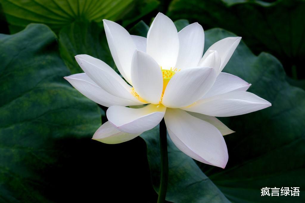 人物设定|傻白甜人设的男明星到底有什么吸引力