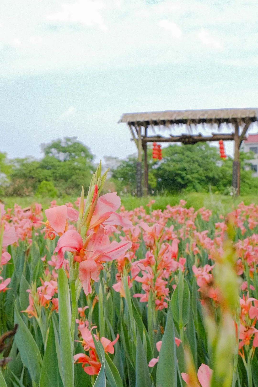 李渔|闲情夏李 | 情不知所起，一往而深