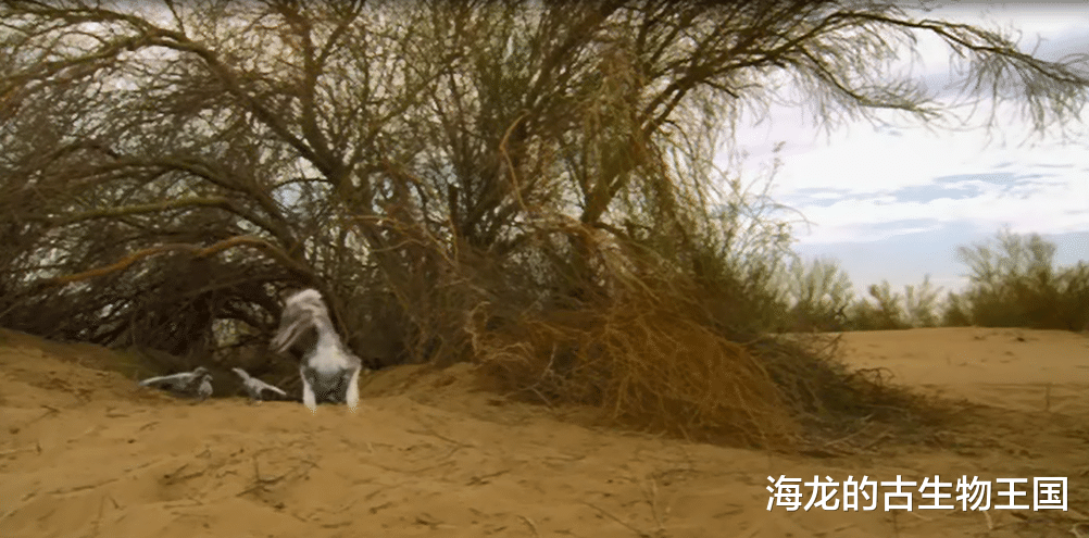 为生存大打出手!伶盗龙vs原角龙成为史上最伟大的恐龙化石!