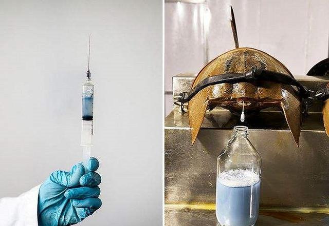 1升10万!生存4亿年的生物被人“疯狂抽血”,我国每年急需20万只