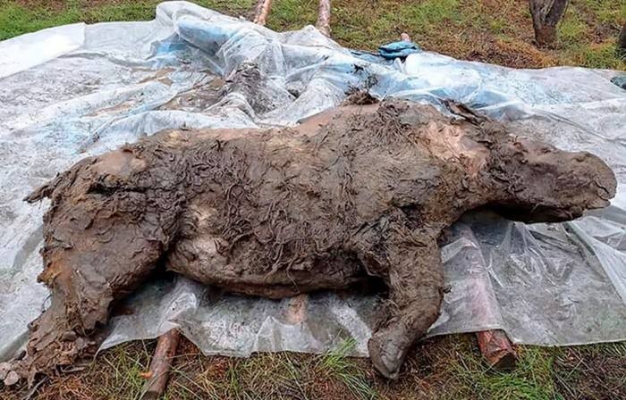 原本深埋于北极冻土的史前生物被频繁挖出,为什么科学家对此感到担忧?