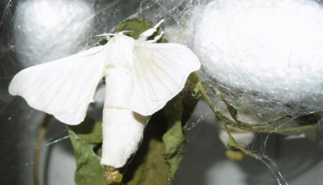 老人都说飞进家的蛾子不能杀?科学研究表明,这真的不是迷信
