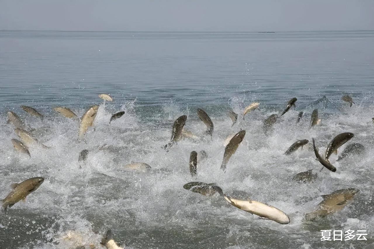 长江|长江10年禁渔计划才2年，鱼就多到局部泛滥，为何还要继续禁？
