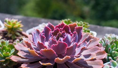 养这3种多肉包菜,如同引领庭院和阳台的“多肉之舞”