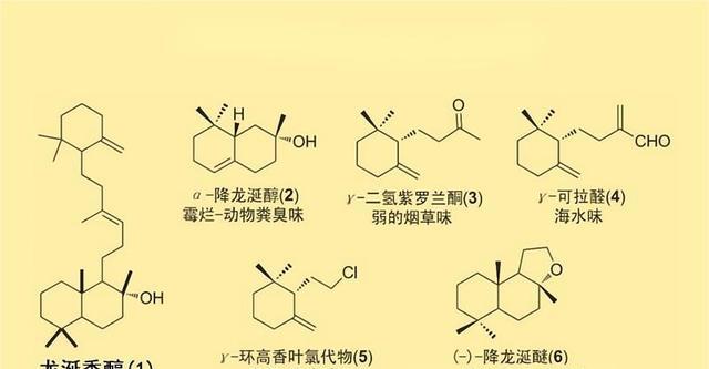 鲸鱼究竟是怎么拉粑粑的?为啥说它们的粪便价值超过几十万美元?