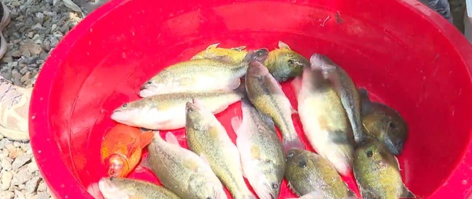 威海|威海钓鱼比赛，邓刚、刘志强、刘松松等大咖翻车？李梦瑶反能领先