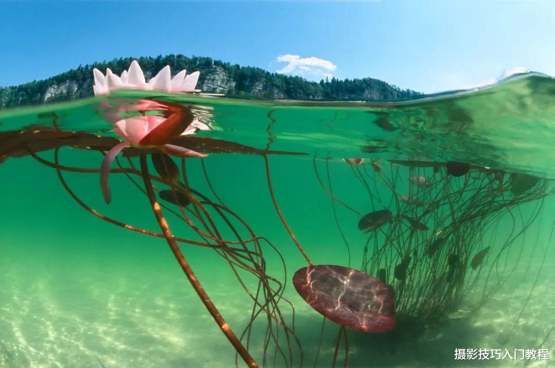 拍荷花,你有想过在水里拍吗?摄影师带你领略不一样的水下莲花