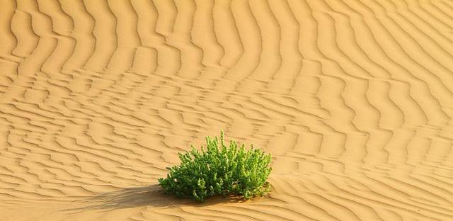 蚂蚁森林|马云承诺每年在沙漠里“种树”，如今6年过去了，现在怎么样了？