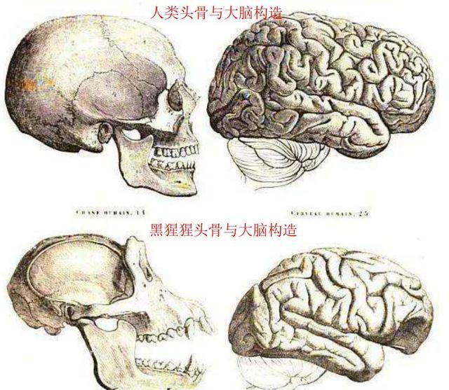 人类专属“聪明基因”被发现,难道我们真是被改造的?