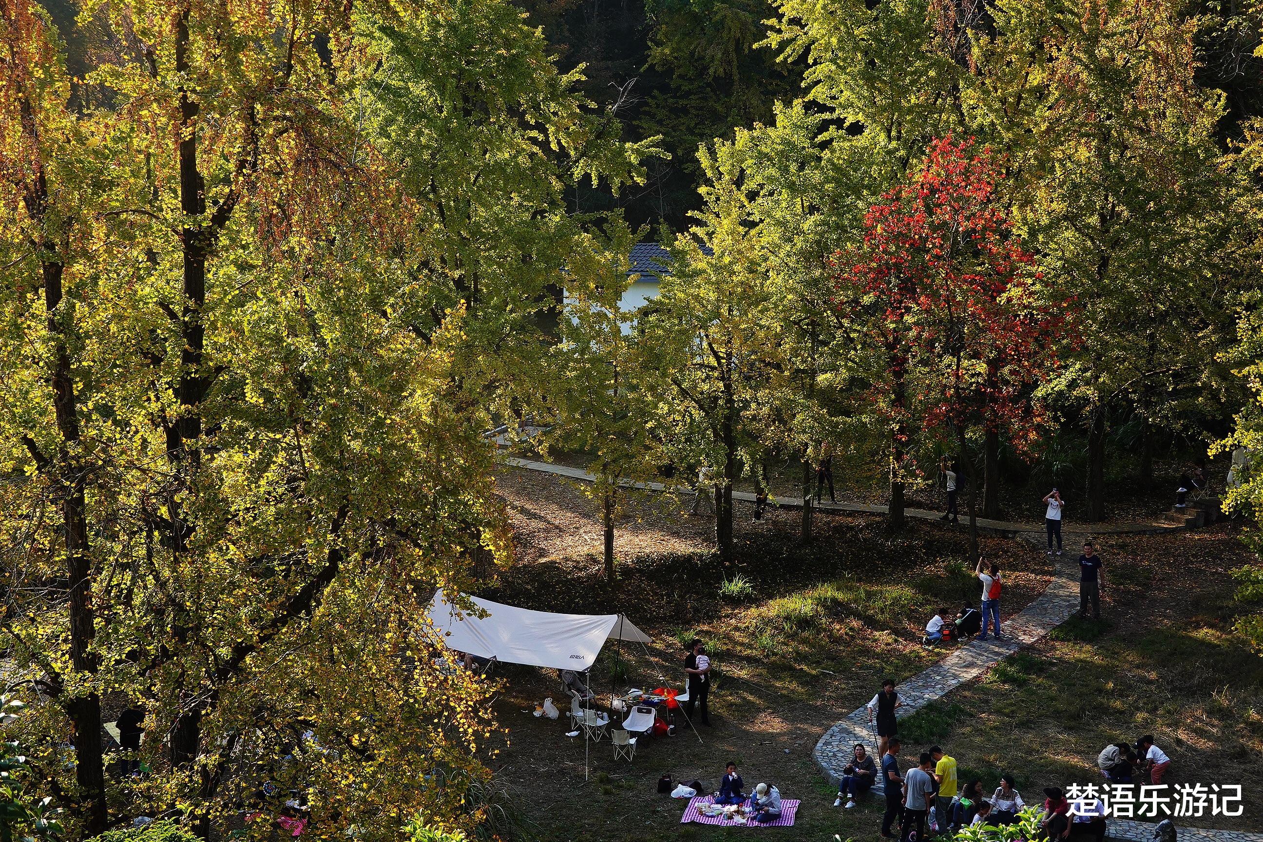 银杏树|浙江这个古村落居于山岙，却成为网红村，1200多棵银杏树美如仙境