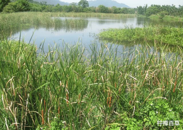 在地球上挖一个水湖,不限时长、不去干预,能长出鱼类吗?